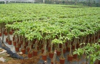 供应广西盆栽发财树 发财树种苗换盆方法