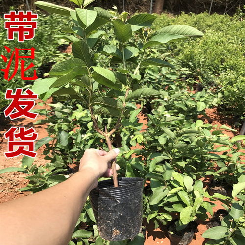 台湾珍珠番石榴苗红宝石红心番石榴树苗西瓜芭乐苗嫁接果树苗四季